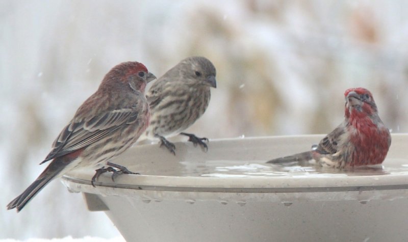 House Finch