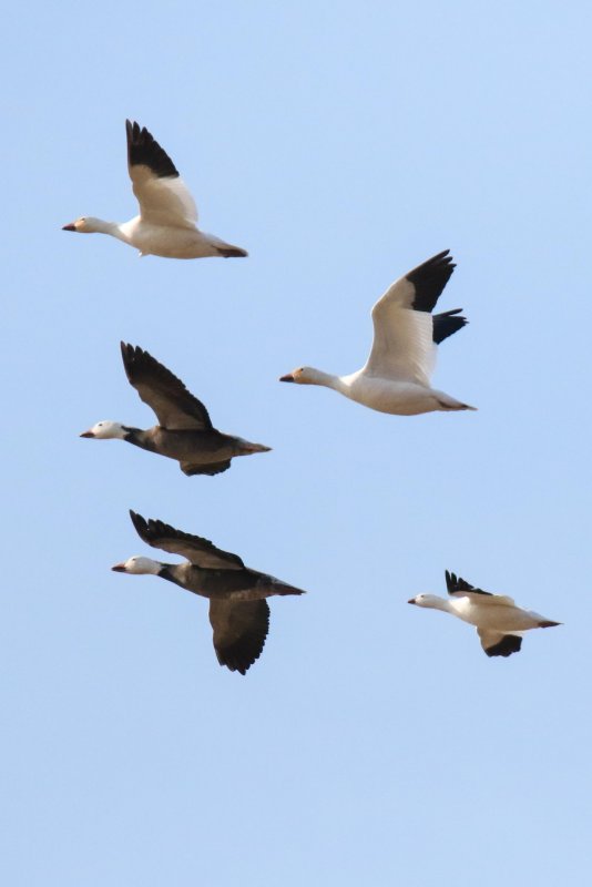 Snow Geese (white and blue phase) and Ross's Goose