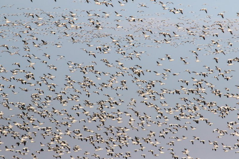 Snow Geese thousands.jpg