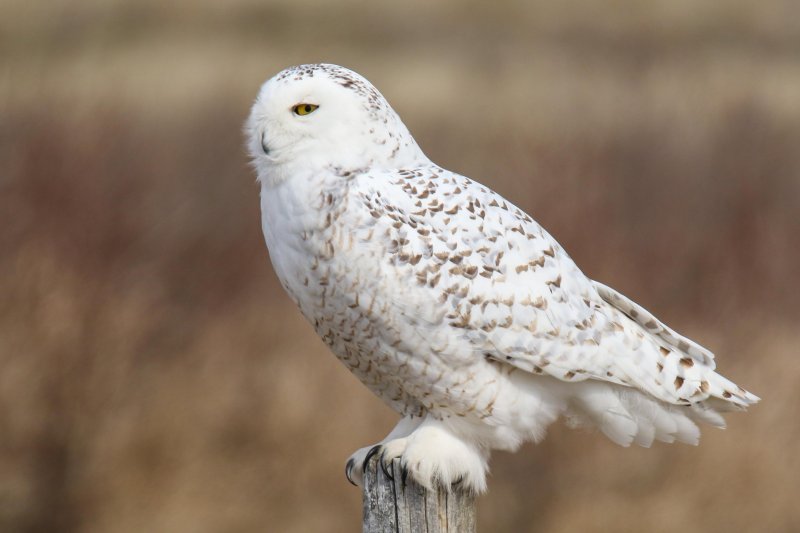 Snowy Owl
