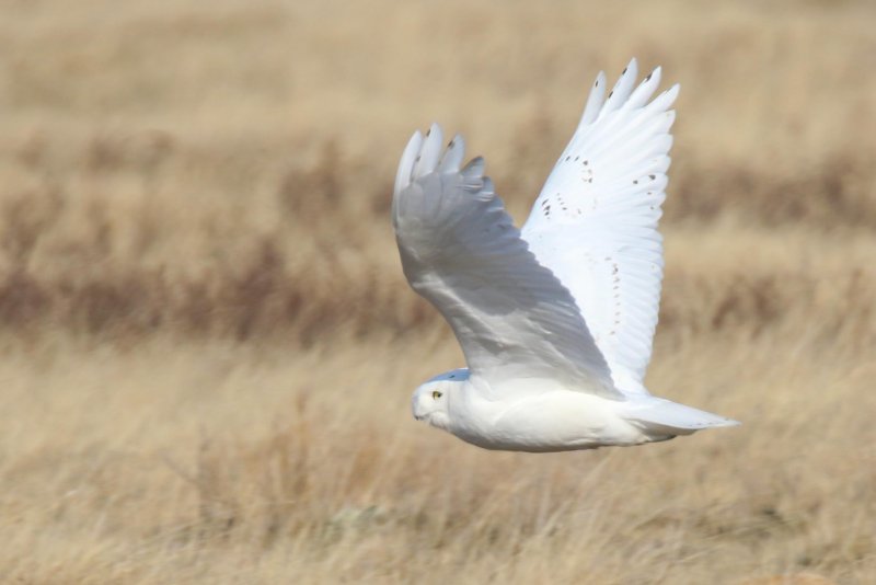 Snowy Owl flying.jpg
