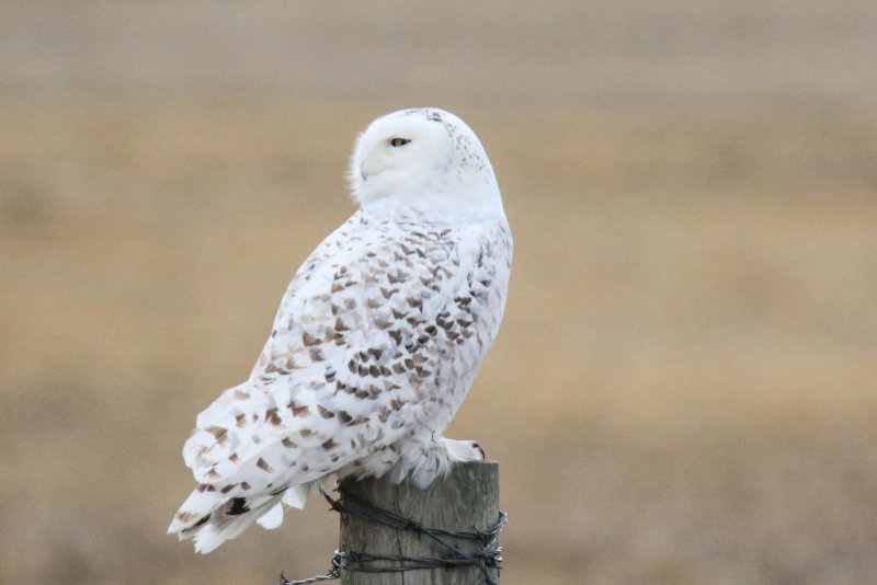 Snowy Owl