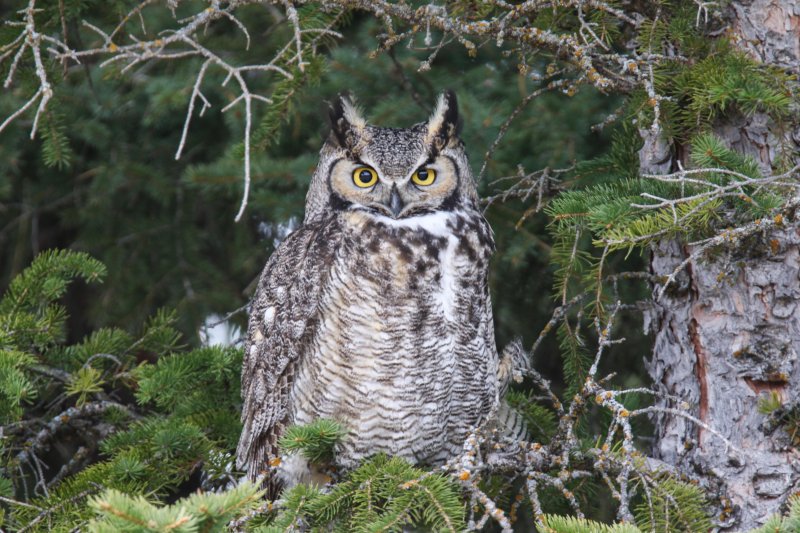 Great Horned Owl