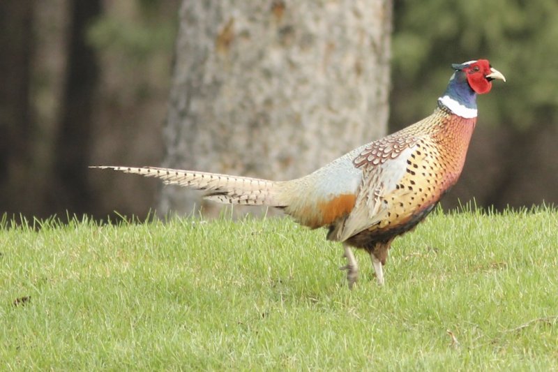 Ring-necked Pheasant in Hawrelak Park.jpg
