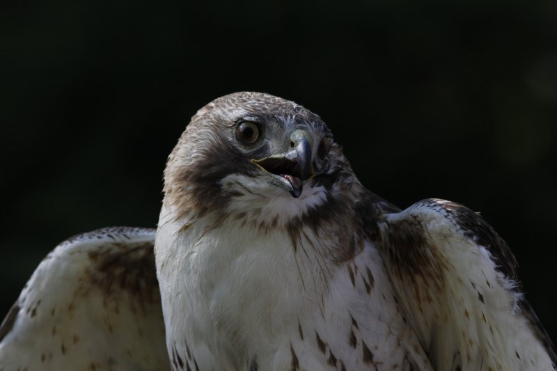 Red-tailed Hawk.jpg