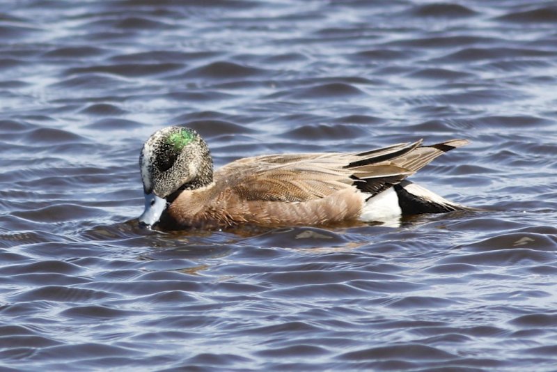 American Widgeon.jpg