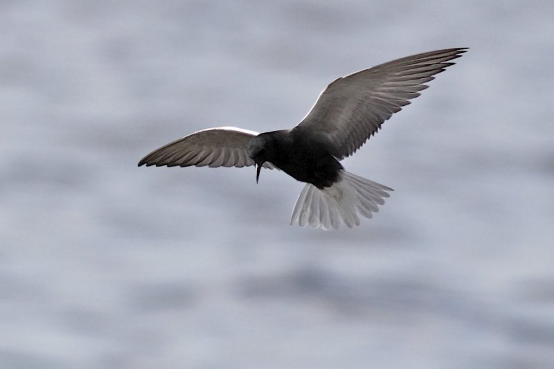 Black Tern Jessies Lake.jpg