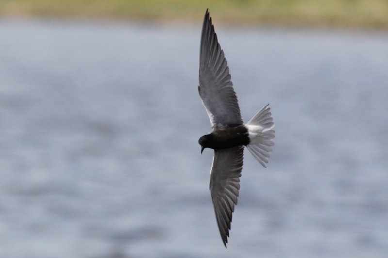 Black Tern Jessie's Lake.jpg
