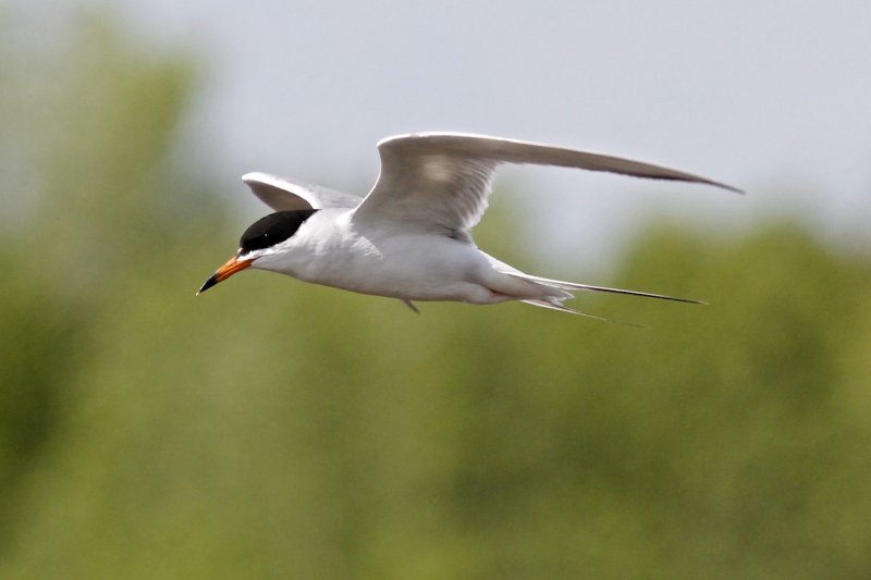 Common Tern?.jpg