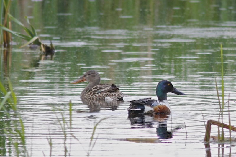 Northern Shoveler pair.jpg