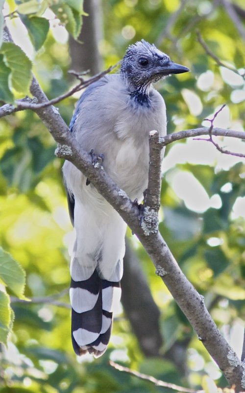 Blue Jay head molt.jpg
