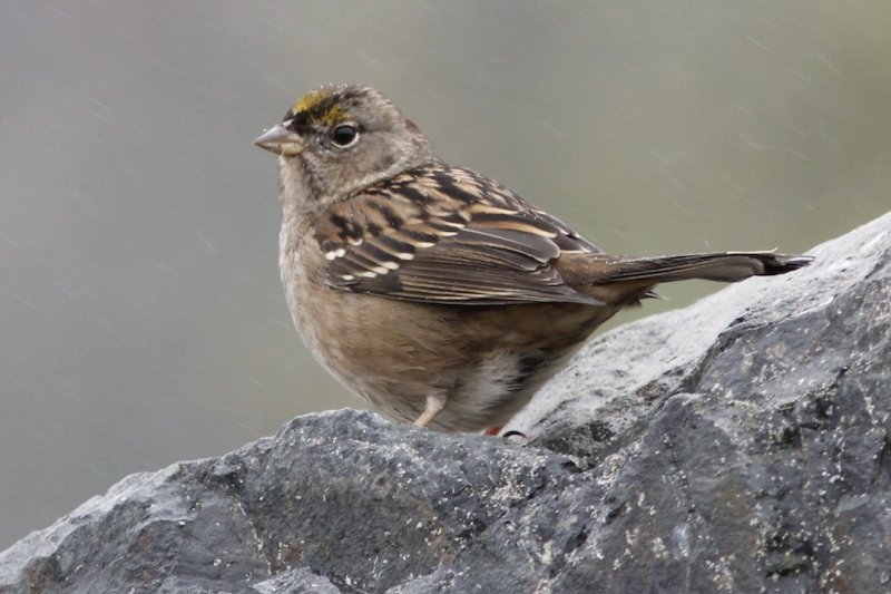 Sparrows and Juncos