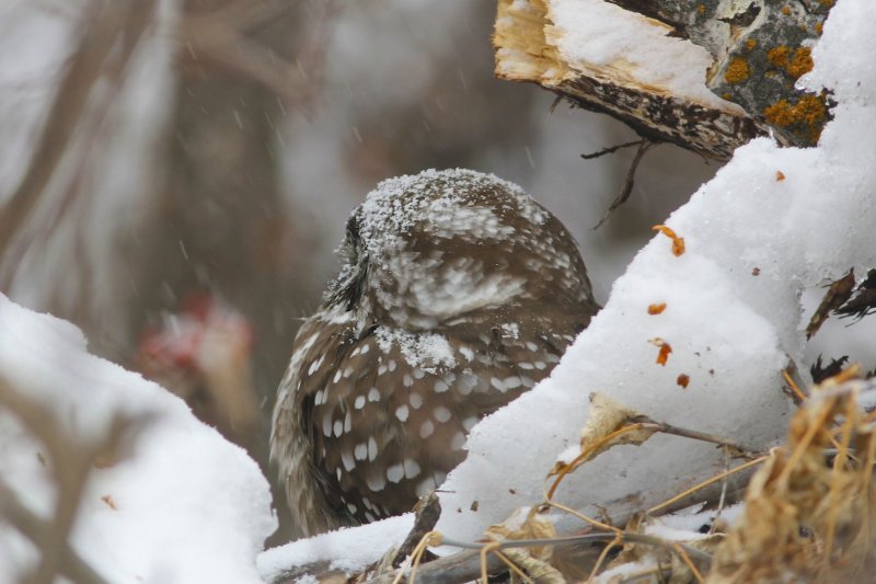 Boreal Owl