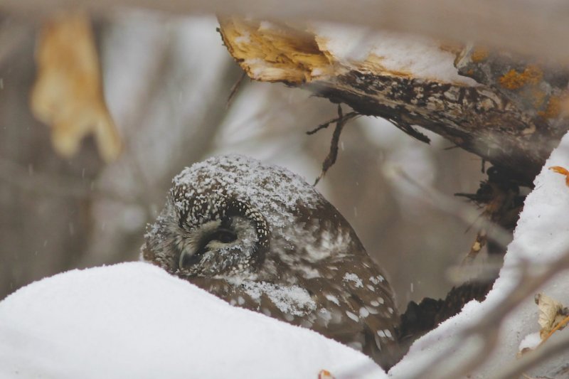 Boreal Owl (face).jpg
