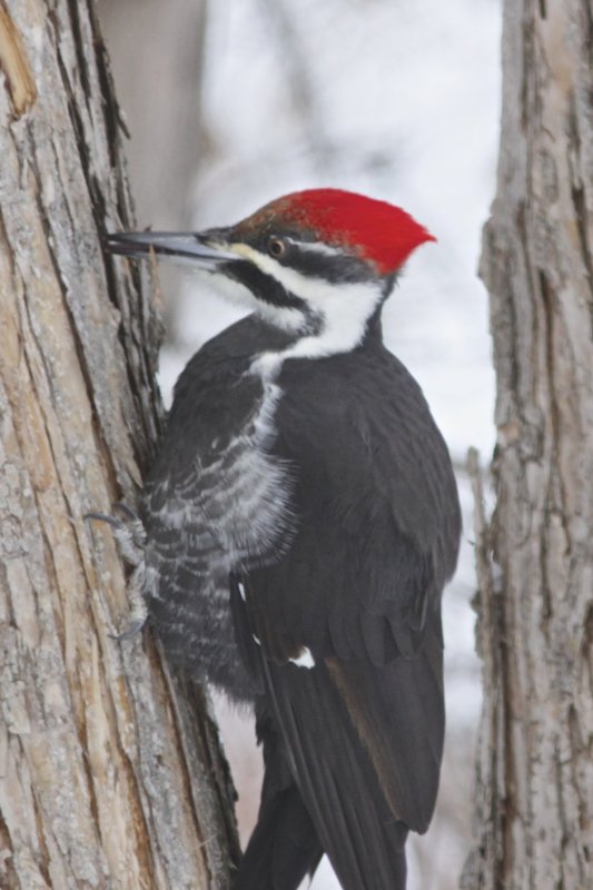 Pileated Woodpecker (female).jpg