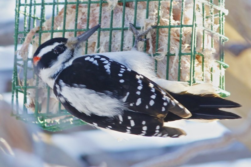 Hairy Woodpecker.jpg
