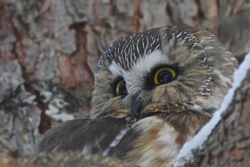 Northern Saw-whet Owl.jpg