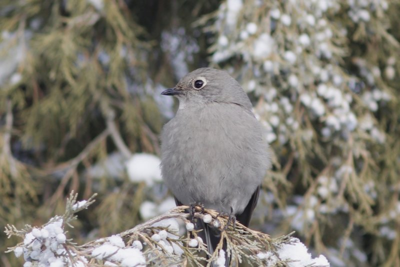 Townsend's Solitaire.jpg