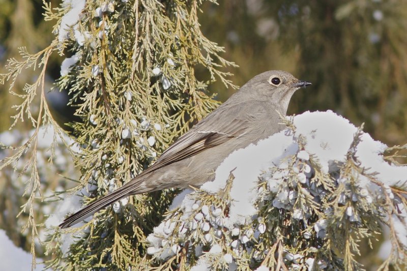 Townsend's Solitaire.jpg