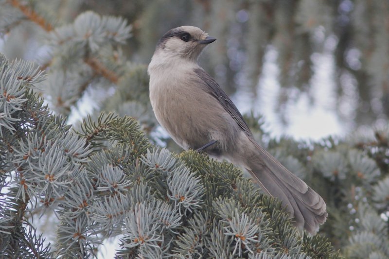 Grey Jay.jpg