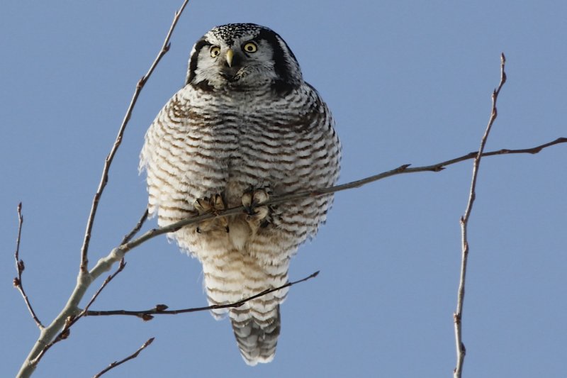 Northern Hawk Owls
