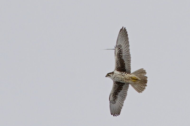 Prairie Falcon.jpg