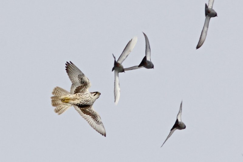 Prairie Falcons