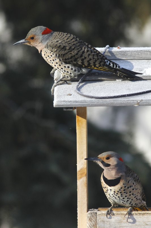 Flicker pair.jpg