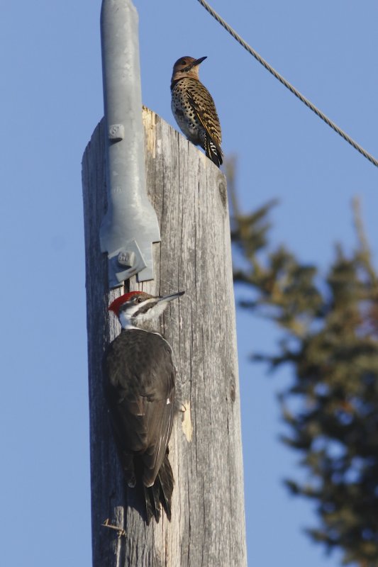 Pileated and Flicker.jpg
