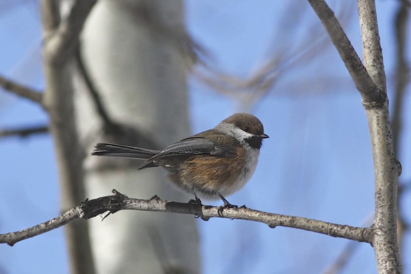 Boreal Chickadee.jpg