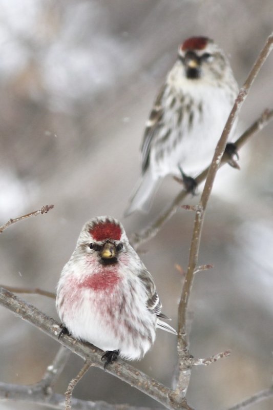 Redpoll.jpg