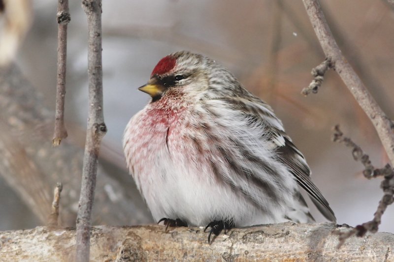 Redpoll.jpg