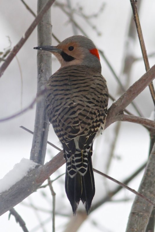 Northern Flicker.jpg