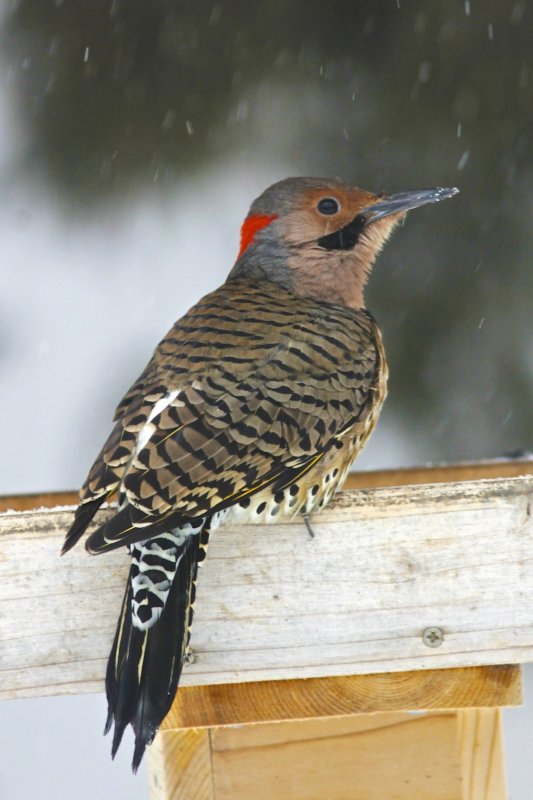 Northern Flicker.jpg
