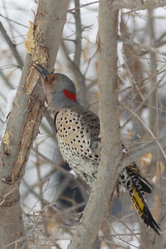 N Flicker eating bark butter.jpg
