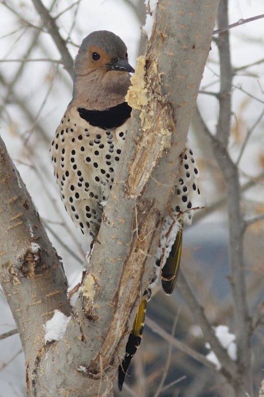 N Flicker eating bark butter.jpg
