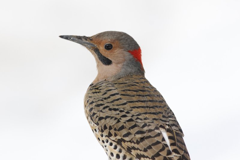 Northern Flicker (m) non-cropped.jpg