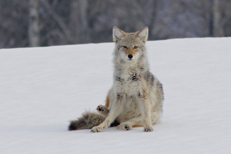 Coyote Keillor Rd.jpg