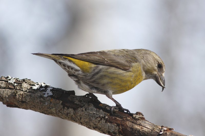 Red Crossbill (female).jpg