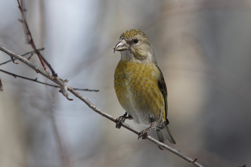 Red Crossbill (female).jpg