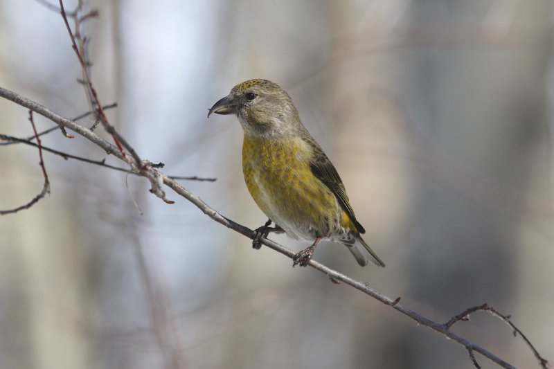 Crossbill for PN.jpg