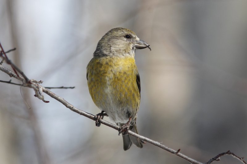 Red Crossbill (female).jpg