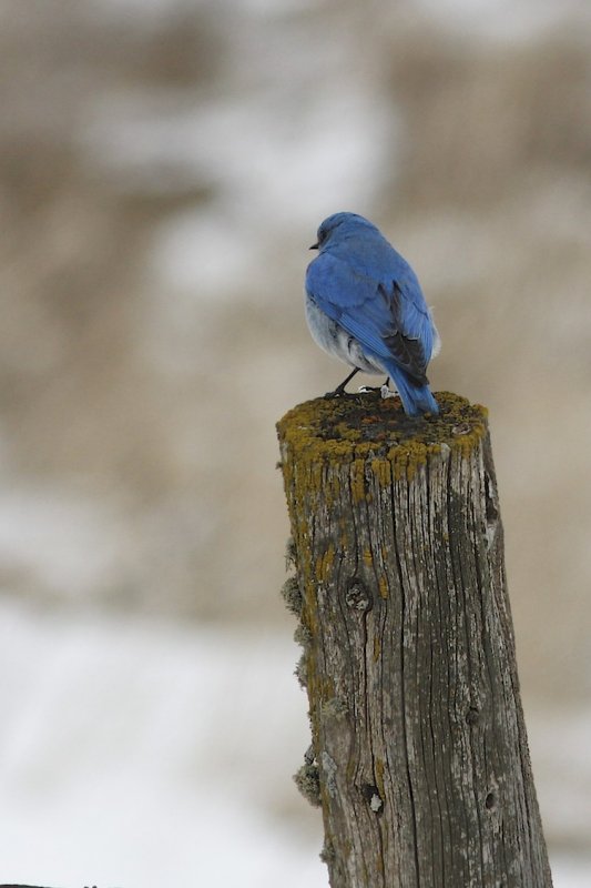 Mountain Bluebird.jpg