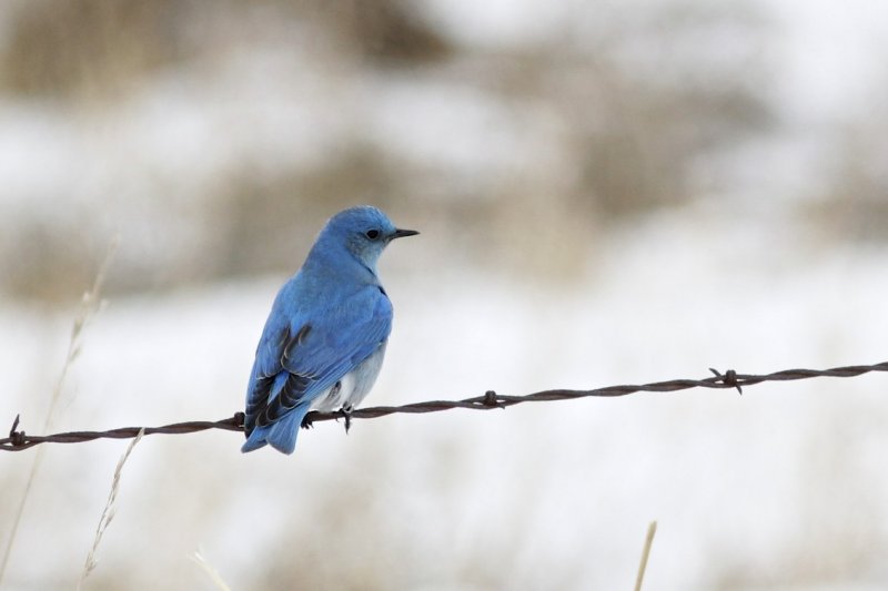 Mountain Bluebird.jpg