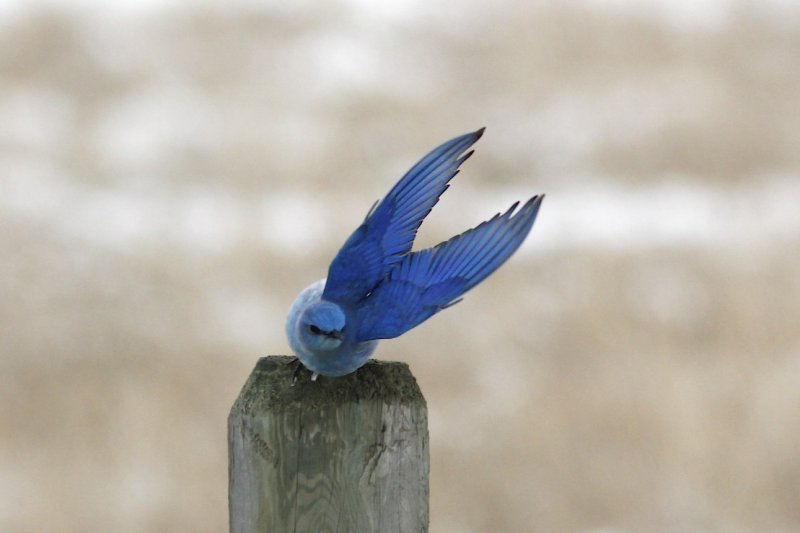 Mountain Bluebird.jpg