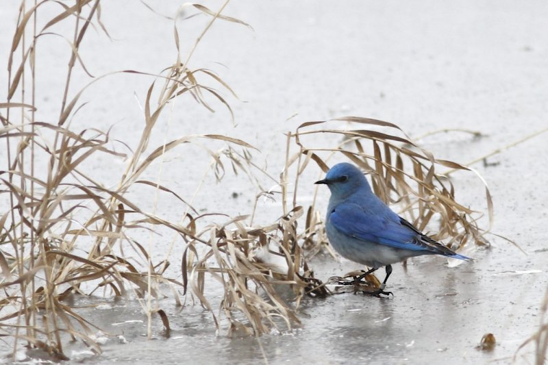 Mountain Bluebird.jpg