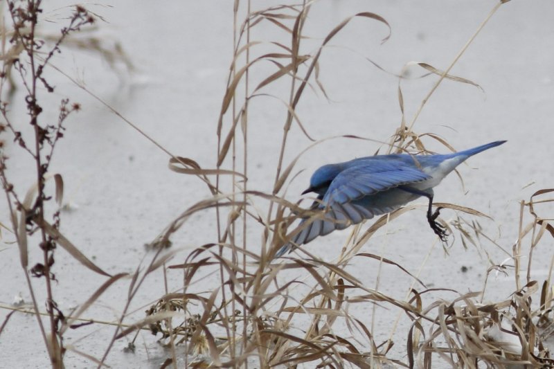 Mountain Bluebird.jpg