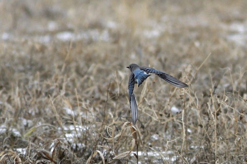 Mountain Bluebird (female).jpg