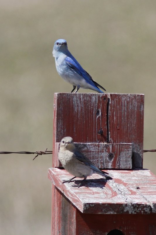 Mountain Bluebird (m&f).jpg