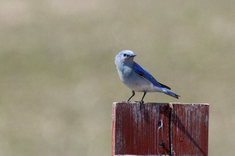 Mountain Bluebird (male).jpg